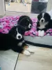 Photo №3. Sweet Bernese Mountain puppies. United States