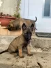 Photo №1. belgian shepherd - for sale in the city of Velingrad | negotiated | Announcement № 124685