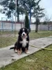 Photo №3. Bernese mountain dog puppies. Poland