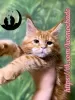 Photo №1. maine coon - for sale in the city of Saratov | 586$ | Announcement № 96579