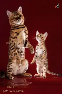 Photo №3. Bengal cat. Russian Federation