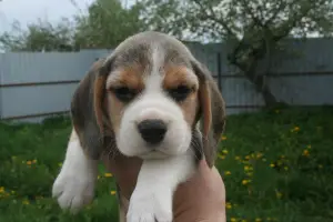 Additional photos: Beagle puppies from the champion, installments, delivery, kennel "Dogstyle