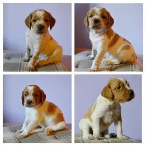 Photo №2 to announcement № 2827 for the sale of brittany dog - buy in Belarus private announcement