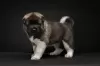 Photo №2 to announcement № 8180 for the sale of american akita - buy in Russian Federation private announcement