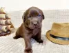 Photo №3. Labrador puppies. Russian Federation