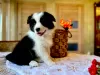 Photo №1. border collie - for sale in the city of Kursk | 781$ | Announcement № 105247