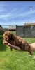 Additional photos: Little red poodle