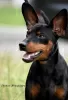 Photo №1. miniature pinscher - for sale in the city of Kiev | 819$ | Announcement № 72133