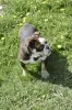 Additional photos: English bulldog puppies