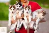 Photo №1. siberian husky - for sale in the city of Birmingham | 1902$ | Announcement № 125933