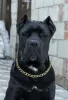 Photo №2 to announcement № 10600 for the sale of cane corso - buy in Russian Federation from nursery