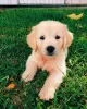 Photo №3. GOLDEN RETRIEVER PUPPIES AVAILABLE. United States