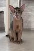 Photo №4. I will sell abyssinian cat in the city of Gomel. from nursery - price - negotiated