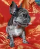 Additional photos: French Bulldog. Girl. 4 color genes