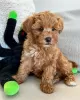 Photo №4. I will sell poodle (toy) in the city of Farmsum. breeder - price - Is free