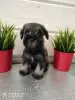 Photo №1. schnauzer - for sale in the city of Москва | negotiated | Announcement № 10425