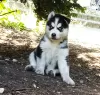 Additional photos: Husky babies