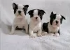 Photo №1. boston terrier - for sale in the city of Helsinki | 423$ | Announcement № 56471