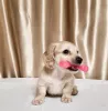 Additional photos: Offered for sale a puppy cream dachshund, Cream dachshund golden, Rare color.