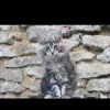 Photo №1. maine coon - for sale in the city of Eagle | 456$ | Announcement № 9946