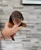 Photo №3. Daschund puppies kc reg. United States