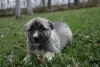 Additional photos: Turkish Kangal puppies