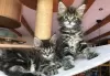 Photo №1. maine coon - for sale in the city of Erfurt | 471$ | Announcement № 130193