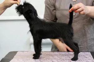 Photo №2 to announcement № 5908 for the sale of belgian griffon - buy in Russian Federation private announcement, breeder