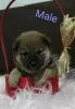 Additional photos: Shiba Inu puppies for sale