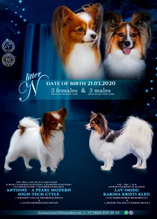 Additional photos: High-breed puppies PAPILLON