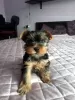 Photo №3. Beautiful Yorkie puppies. Germany