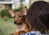 Additional photos: Puppy miniature pinscher dark red 3 months.