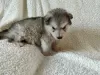 Photo №2 to announcement № 129927 for the sale of alaskan malamute - buy in Germany private announcement