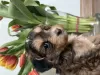 Additional photos: Puppies of a Chinese crested dog