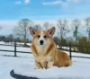 Photo №2 to announcement № 62805 for the sale of welsh corgi - buy in Ukraine 