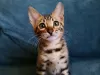 Photo №2 to announcement № 10416 for the sale of bengal cat - buy in Belarus private announcement, from nursery, breeder