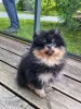 Photo №1. pomeranian - for sale in the city of Vilnius | 1691$ | Announcement № 54808