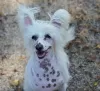 Photo №4. I will sell chinese crested dog in the city of Munich. breeder - price - 528$