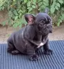 Additional photos: French bulldog