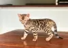 Photo №1. bengal cat - for sale in the city of Tienen | Is free | Announcement № 128755