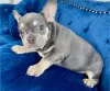 Photo №2 to announcement № 56603 for the sale of french bulldog - buy in Germany private announcement