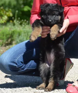 Photo №1. german shepherd - for sale in the city of Mariupol | 320$ | Announcement № 6673