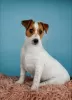 Additional photos: Jack Russell Terrier puppies