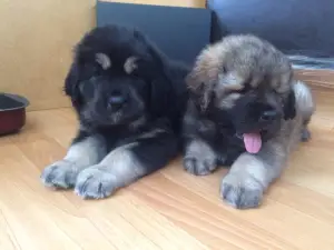 Additional photos: We sell puppies of the Tibetan mastiff.