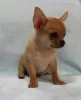 Photo №4. I will sell chihuahua in the city of Минеральные Воды. from nursery, breeder - price - 540$