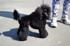 Photo №1. Mating service - breed: poodle (toy). Price - 389$