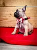 Photo №4. I will sell french bulldog in the city of Subotica.  - price - negotiated