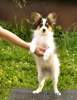 Photo №3. Papillon boy, tricolor. Russian Federation