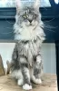 Photo №1. maine coon - for sale in the city of Laredo | 300$ | Announcement № 102798