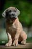 Photo №2 to announcement № 102913 for the sale of cane corso - buy in Serbia breeder